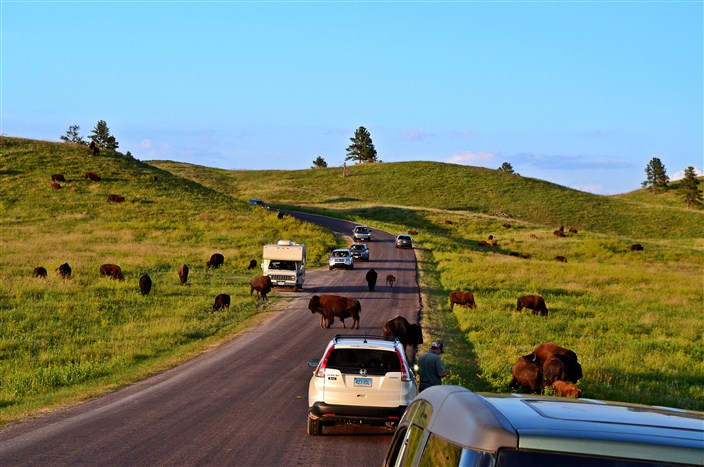 Buffalo traffic jam in South Dakota - about the only kind you'll find out here
